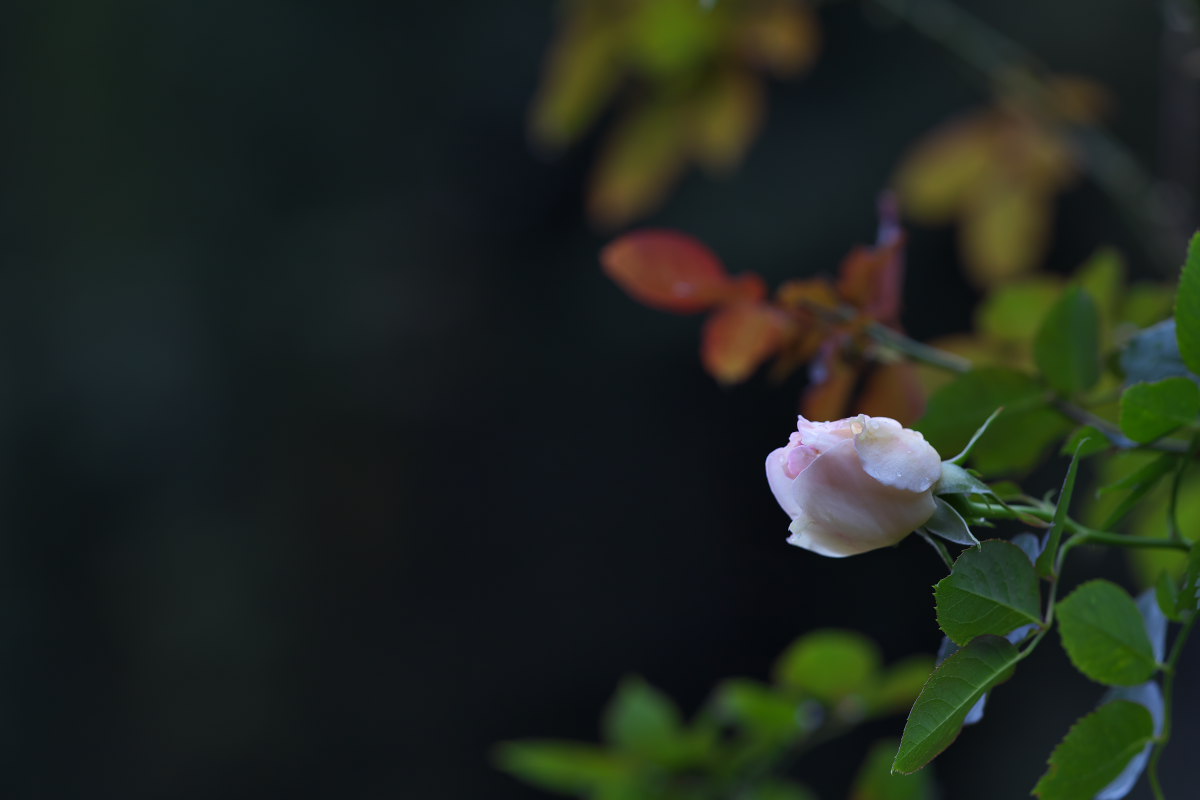 a0083081_7254338.jpg
