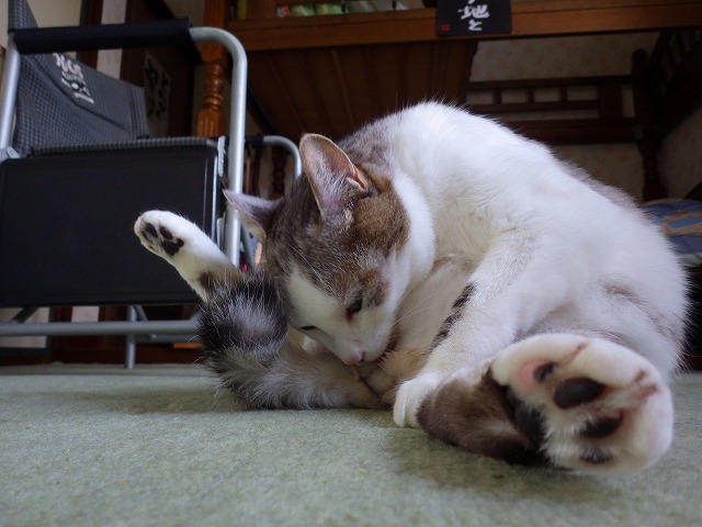 a0159490_1515281.jpg