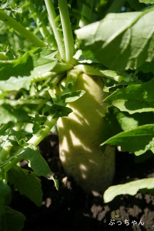 f0353990_15035556.jpg