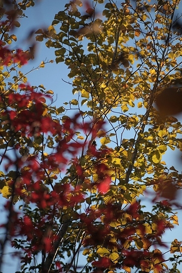e0209997_2014797.jpg