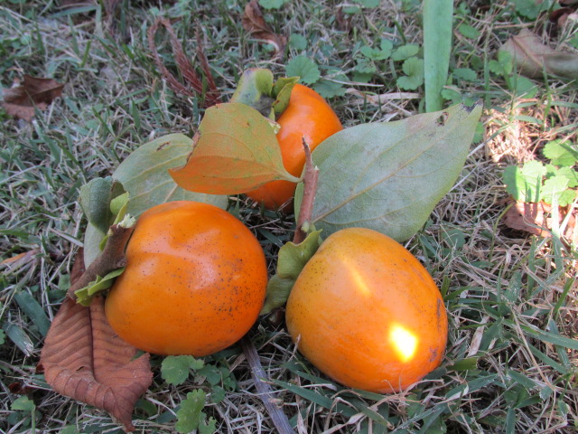f0341616_07000909.jpg