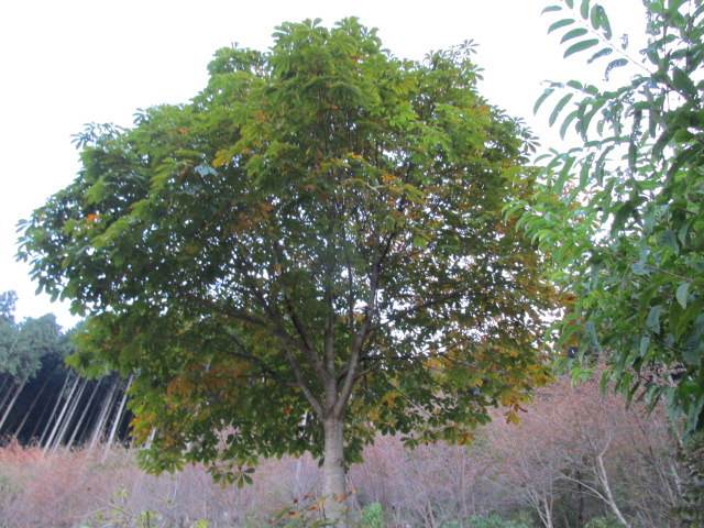 f0341616_07115598.jpg