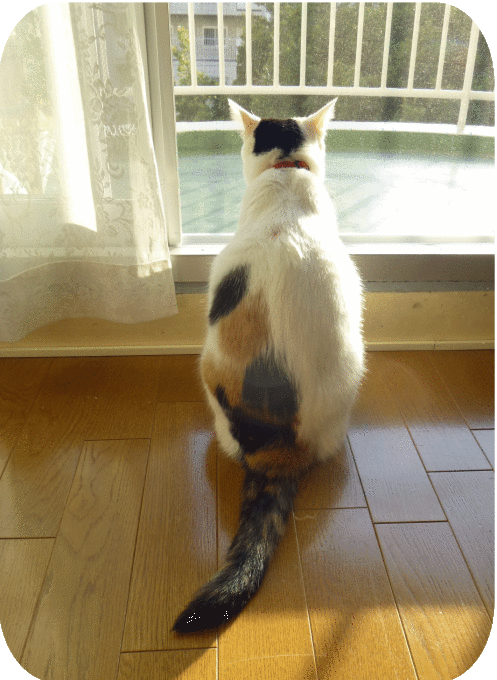 a0278632_23172804.gif