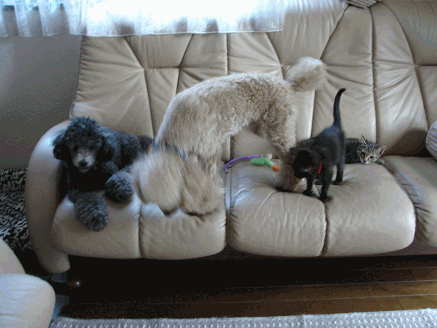c0136736_1958689.gif