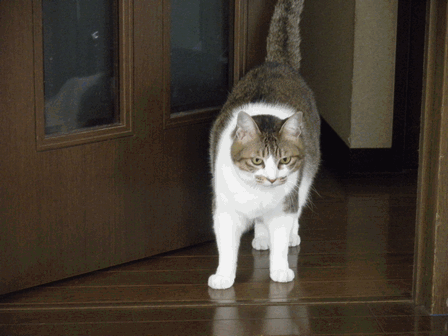 c0136736_20104228.gif
