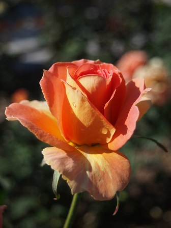 b0246758_20594537.jpg