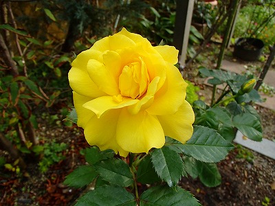 a0104162_22194238.jpg