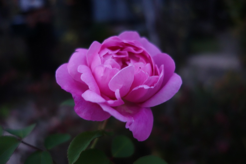 c0216472_1839638.jpg