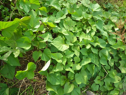 c0280206_105932.jpg