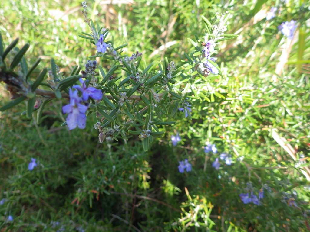 c0280206_95476.jpg