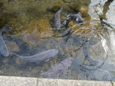c0280729_13512919.jpg