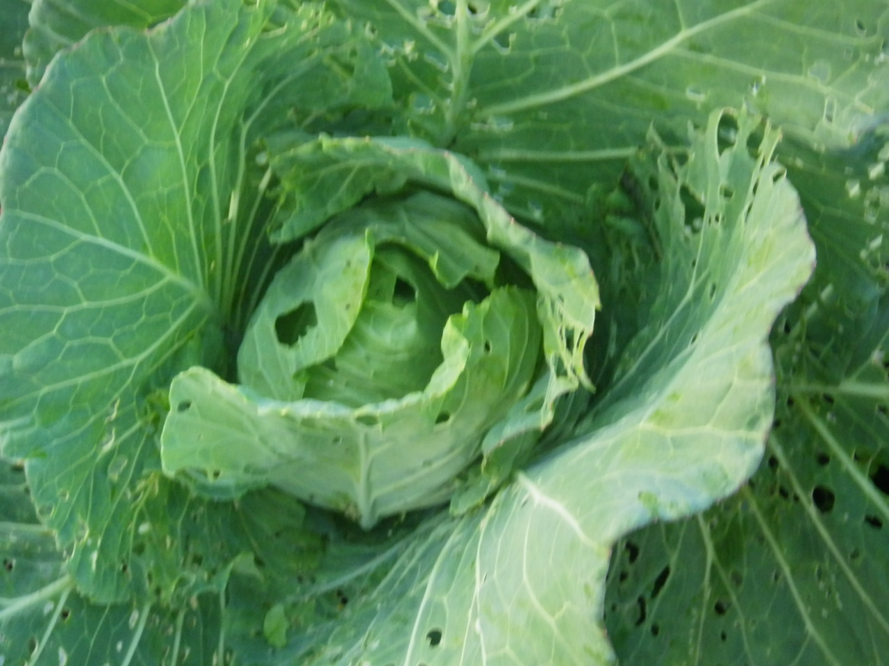 c0300035_1747696.jpg