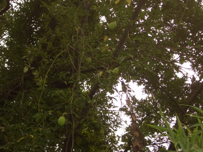 c0345647_11201577.jpg