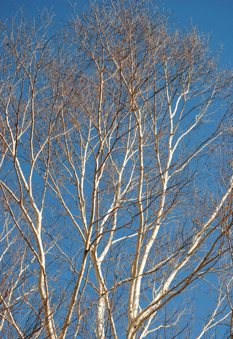 a0001354_20463518.gif