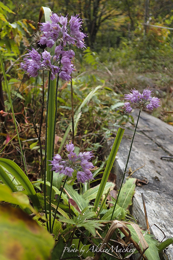 b0167256_07081387.jpg