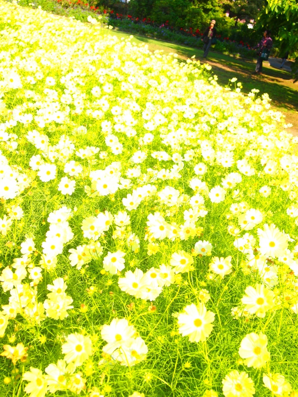 b0161391_12262468.jpg