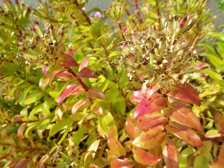 a0125598_20393234.jpg