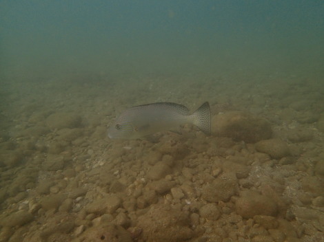 e0115199_20435135.jpg