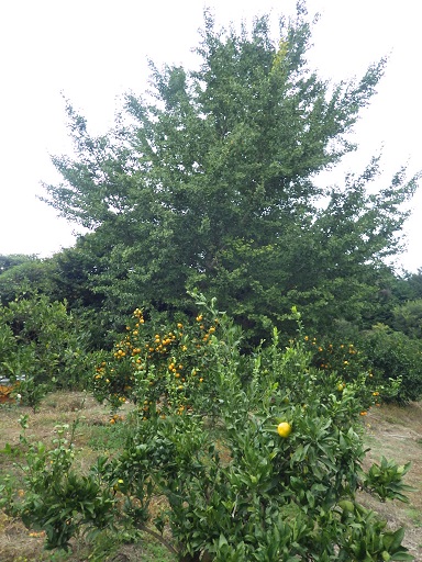 c0280206_17541463.jpg