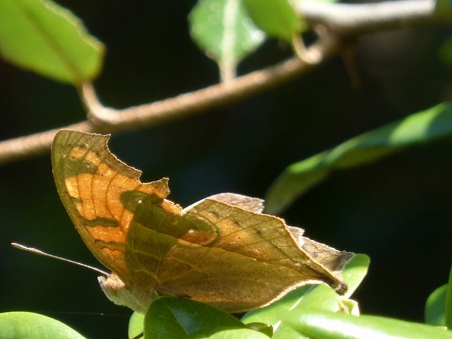 d0037110_184029100.jpg