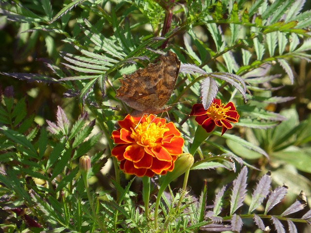 d0037110_18405171.jpg