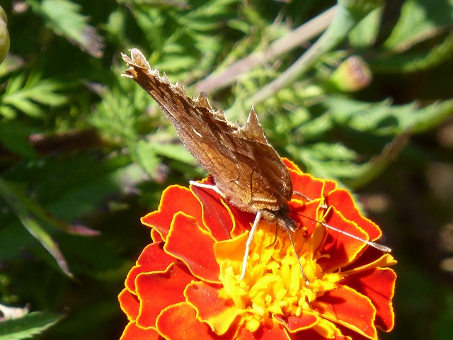d0037110_18412488.jpg