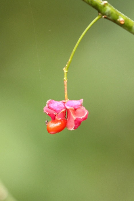 f0327034_20440046.jpg