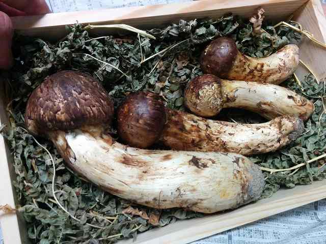 f0208737_831661.jpg