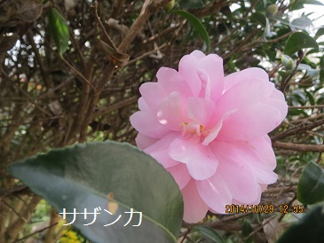 a0143388_11414545.jpg