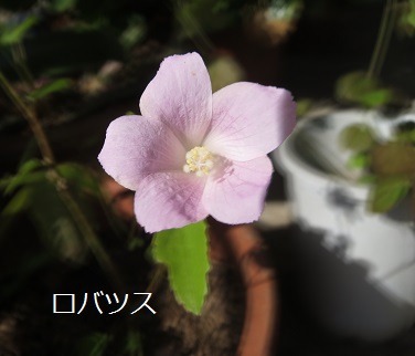 a0143388_11421383.jpg