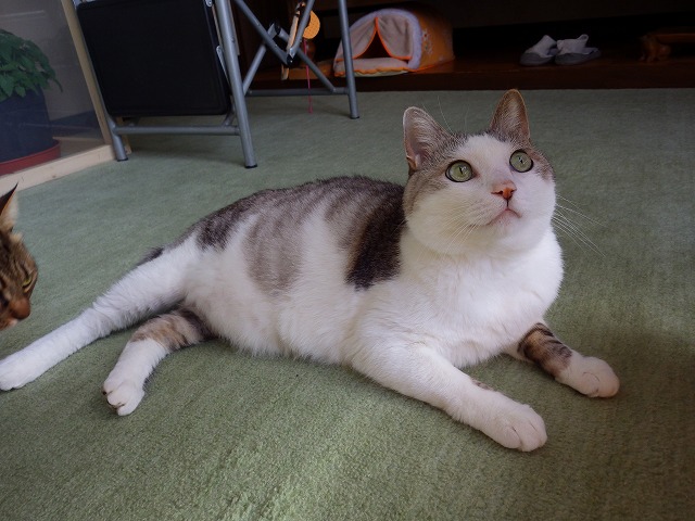 a0159490_16331583.jpg