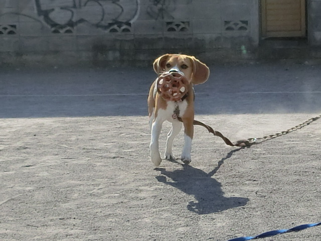 a0319693_8433416.jpg
