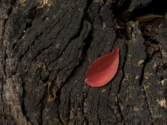 f0224100_8541313.jpg