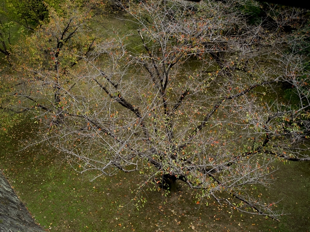 f0224100_85659.jpg