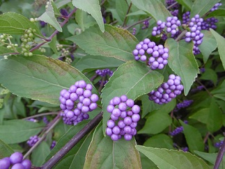 b0146611_82254100.jpg
