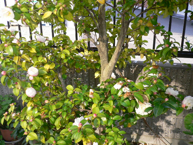 a0249215_5252365.jpg