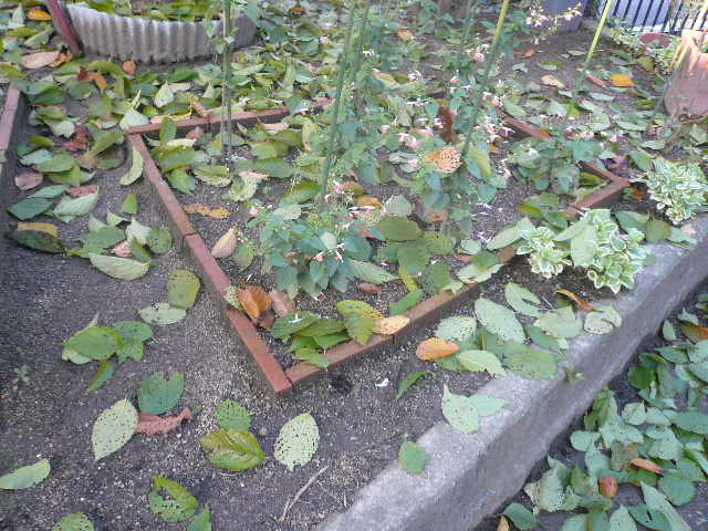 e0026017_22131271.jpg