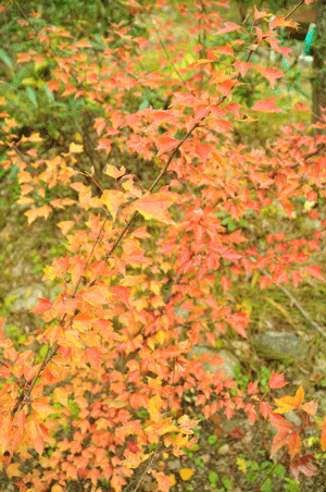e0312121_21495596.gif