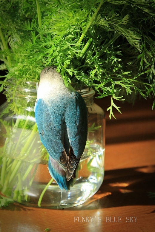 c0145250_1010926.jpg