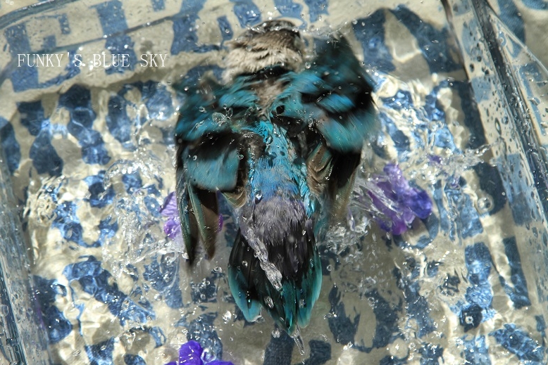 c0145250_1433592.jpg