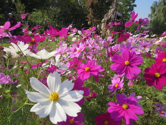 c0042960_938493.jpg