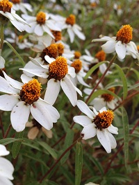 b0004675_13494976.jpg