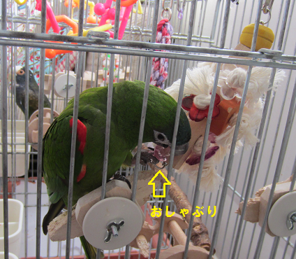 f0234590_1053781.png