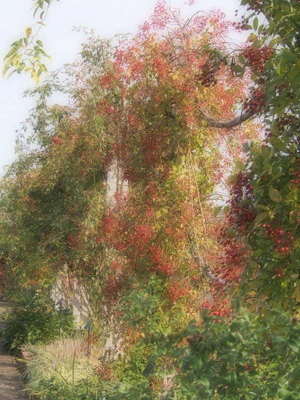 d0001008_20152656.jpg