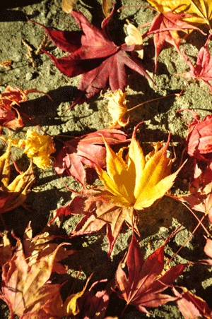 e0312121_19163421.gif