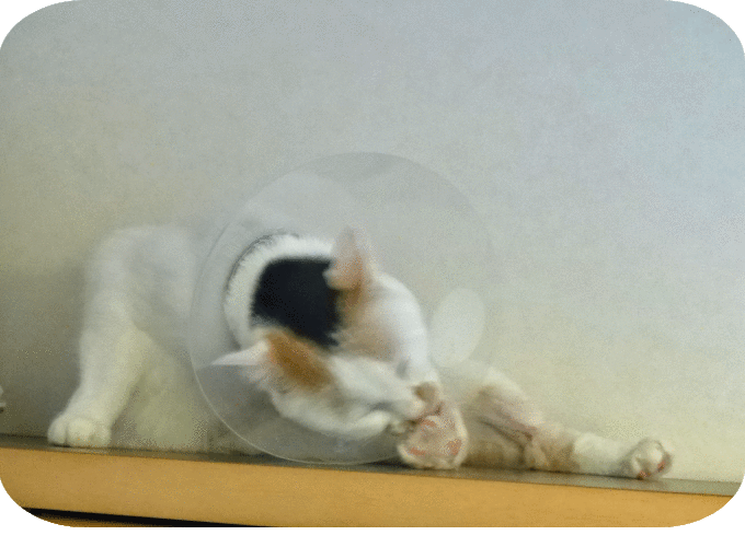 a0278632_22282315.gif
