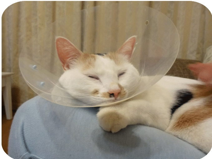 a0278632_22290012.gif