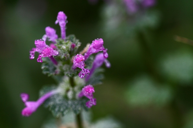 a0242438_1901984.jpg