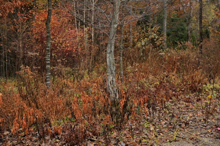 b0168859_21335890.jpg