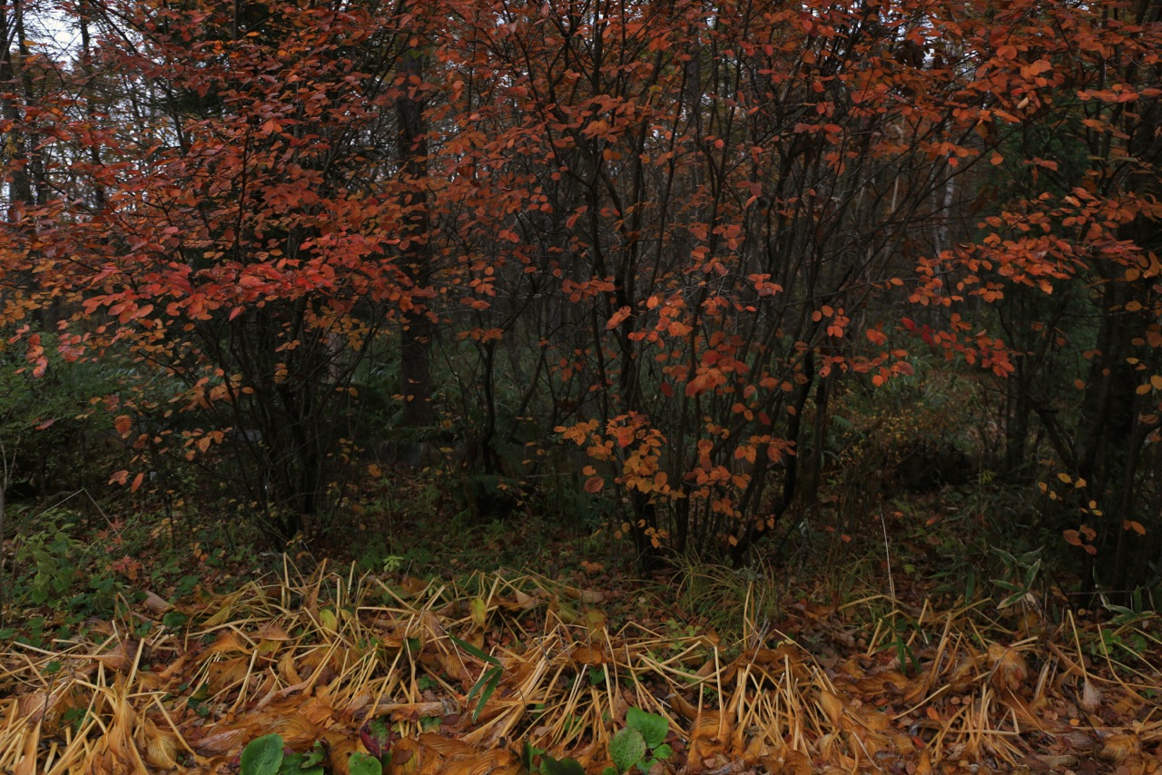 b0168859_21364964.jpg